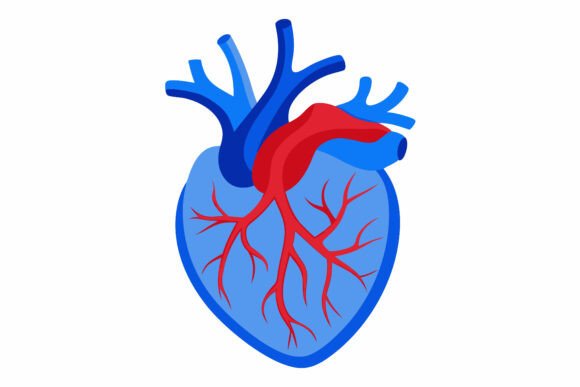 Anatomical Heart Illustration: A Tool for Modern Communication
