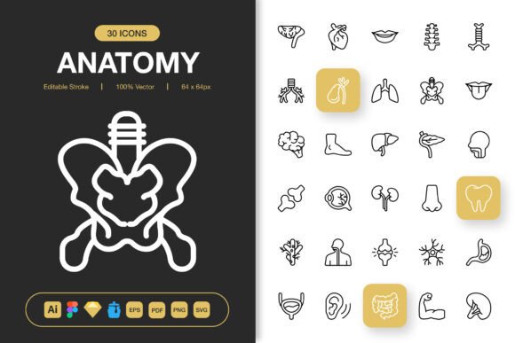 The Anatomy of Modern Icon Design: What Makes Anatomy Icons Distinct